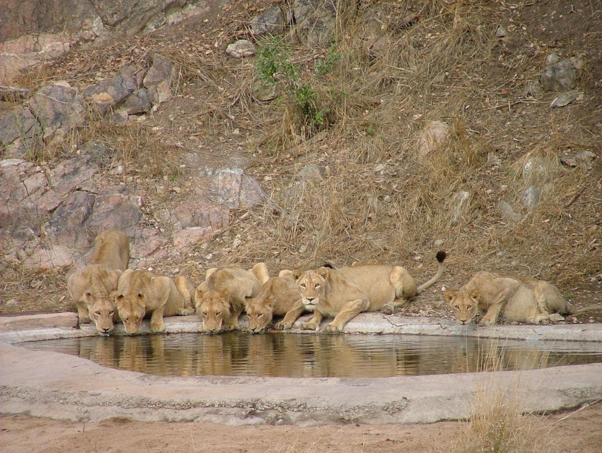 Rhino Post Safari Lodge Skukuza Dış mekan fotoğraf